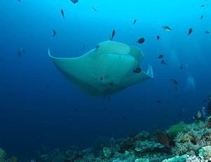 manta raies de komodo manta raies de komodo