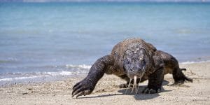 dragon de Komodo komodo dragon