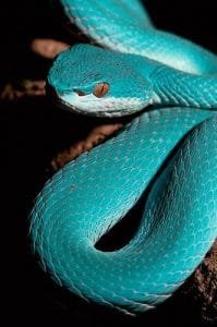 vipère bleue de komodo vipère bleue de komodo