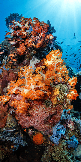 divemaster internship padi komodo 2 divemaster internship padi komodo 2