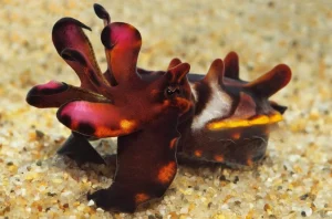 Flamboyant Cuttlefish in Komodo