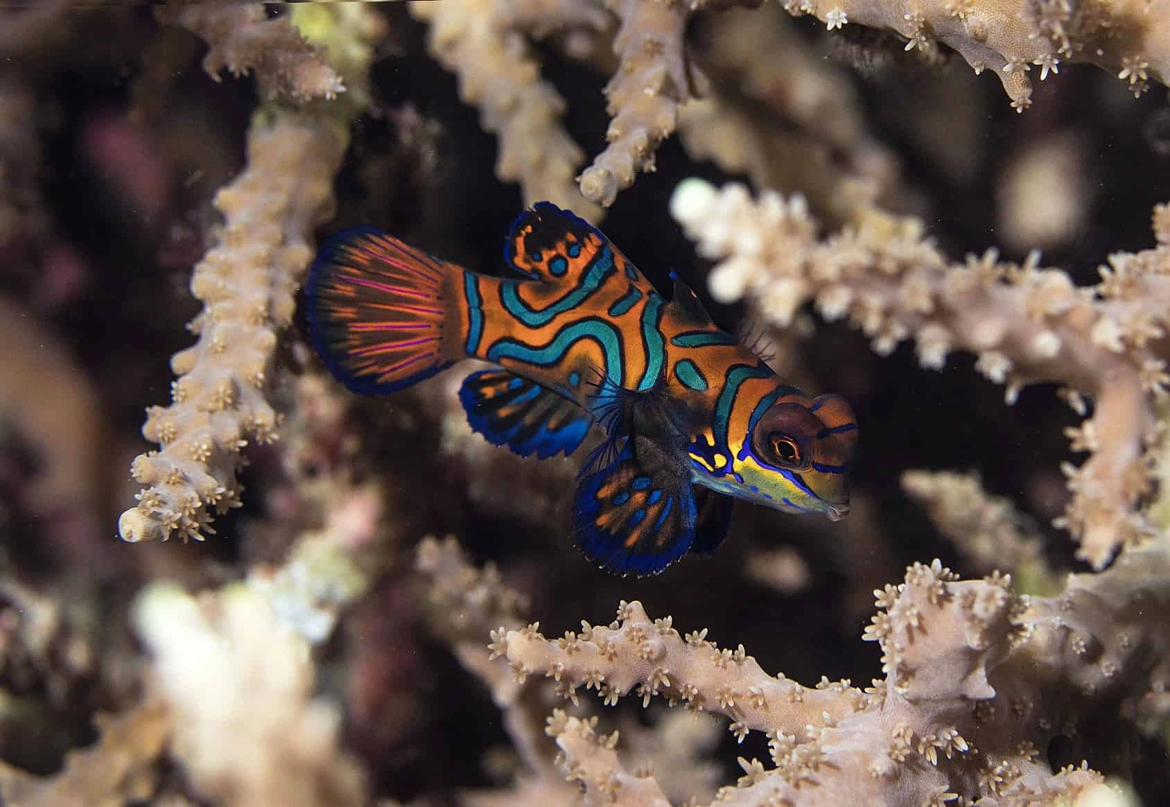 Mandarin Fish mating at Wainilu Komodo