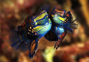 mandarin fish