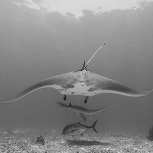 manta point komodo