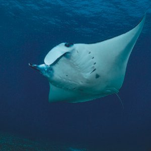 manta ray komodo
