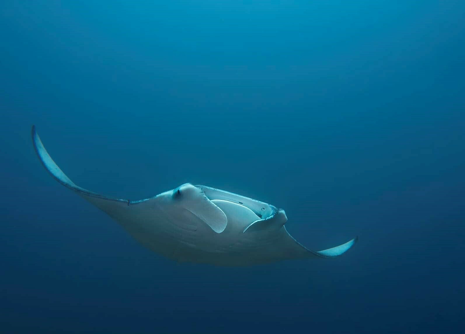 Diver drifting over sandy slope at Mawan