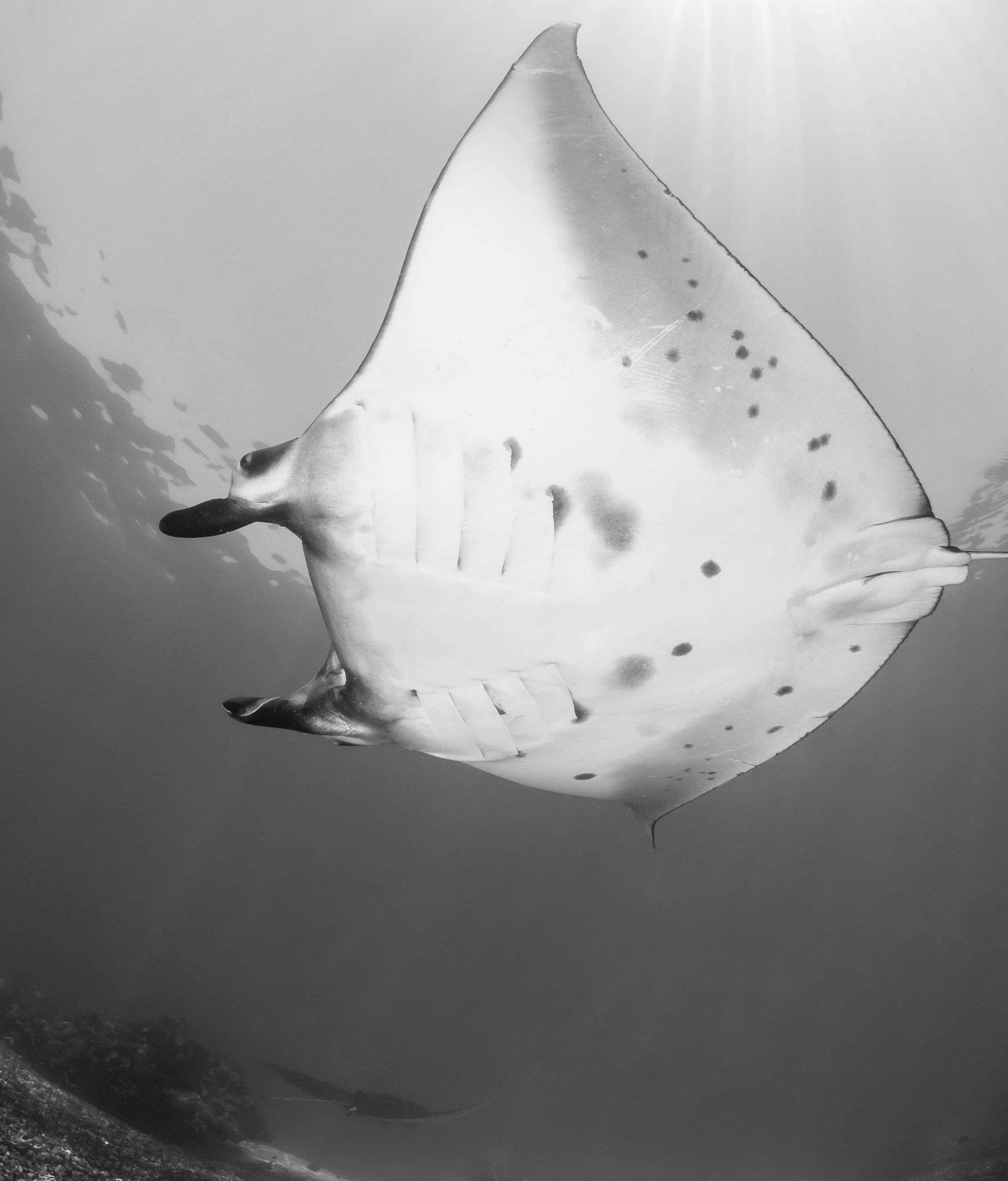 Manta Point in Komodo National Park, famous for manta ray encounters