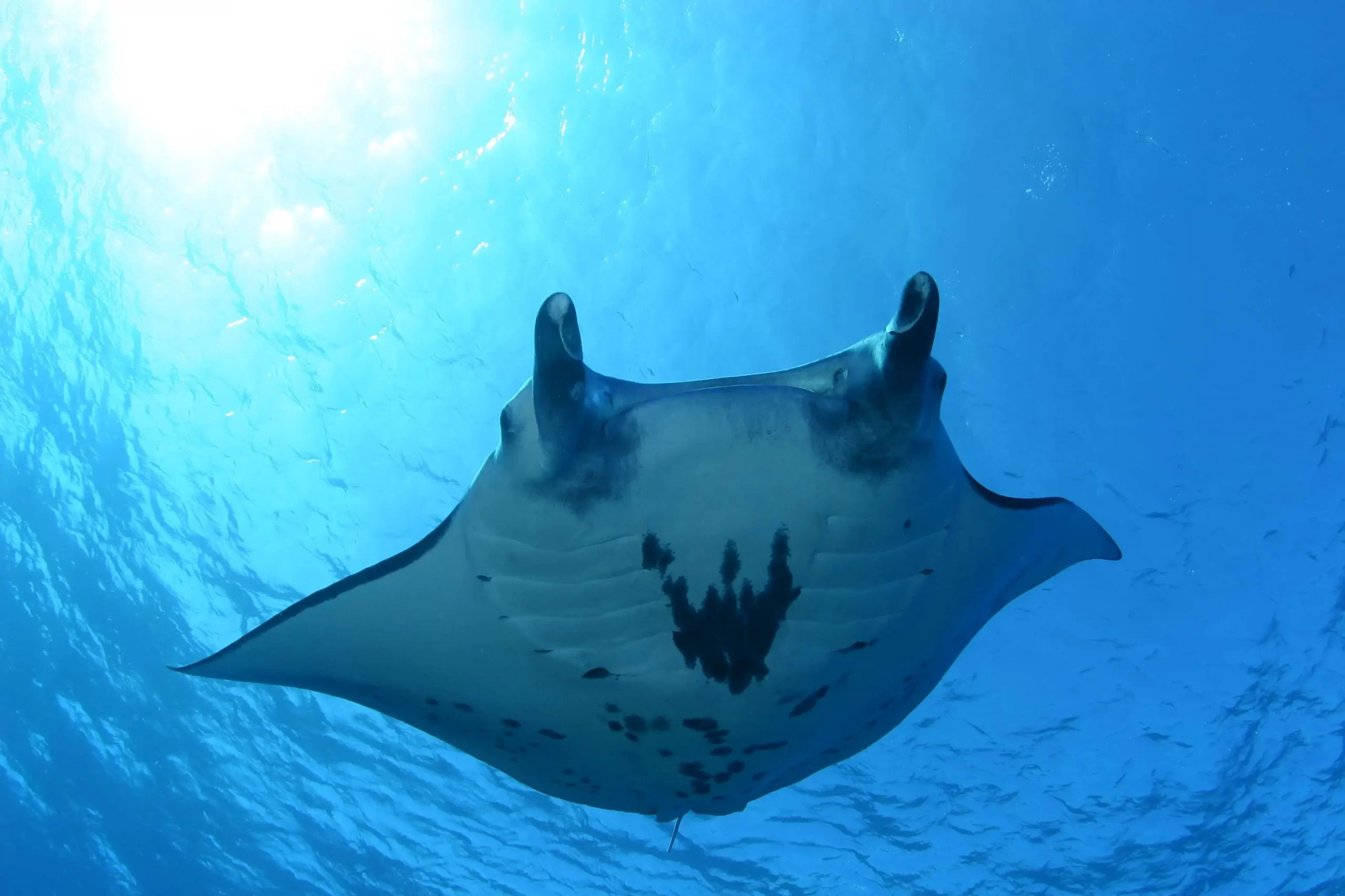 Manta Ray 2