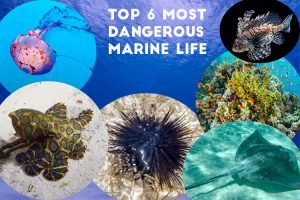 top 6 most dangerous marine species