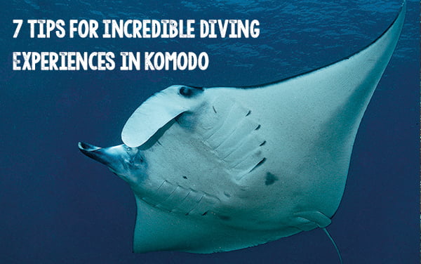 manta ray komodo