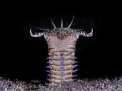 bobbit worm