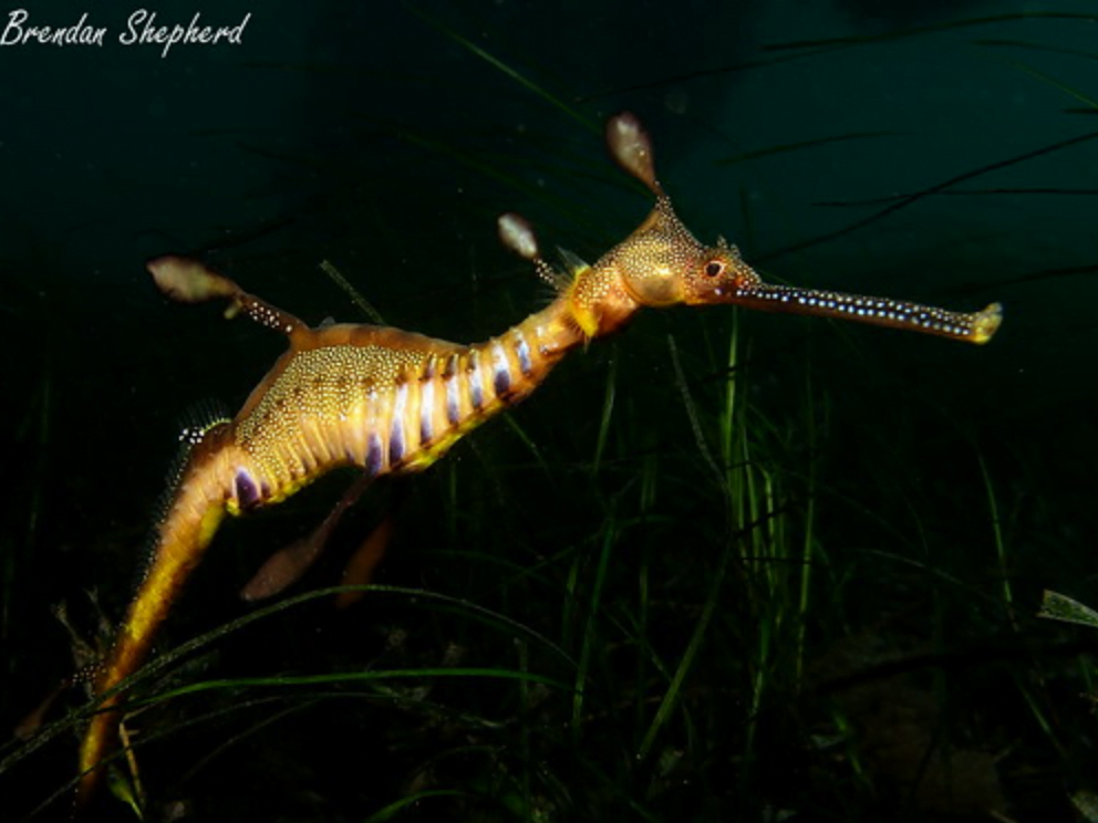 leafy sea dragon