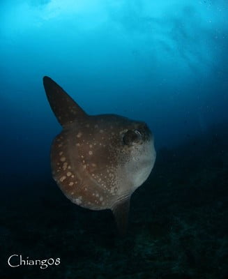 Diving Blog : THE 5 WEIRDEST UNDERWATER ANIMALS (updated 2023) | 2024