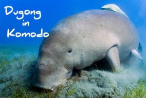 dugong while diving komodo copy