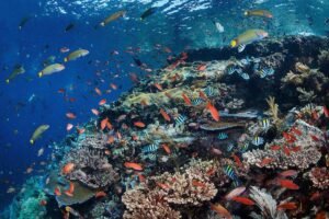 best dive sites in the world - Batu Bolong Komodo