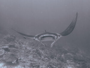 manta ray in komodo national park