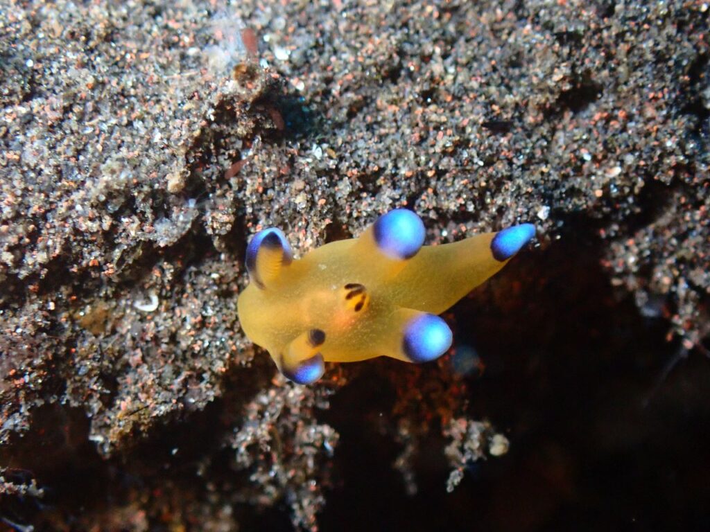 pikachu nudibranch