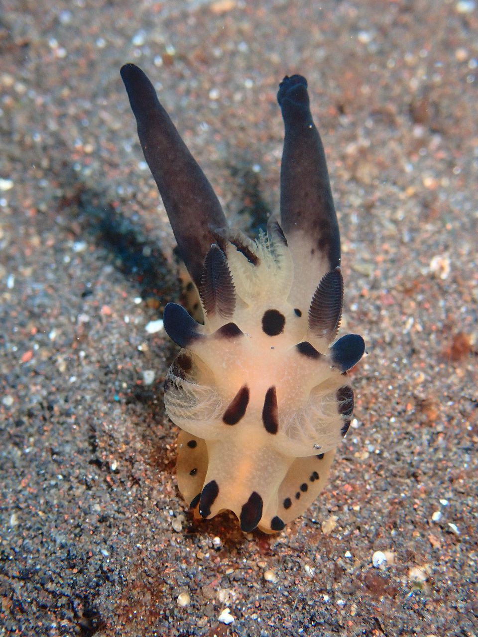 Colorful Nudibranch Pikachu at Wainilu Komodo