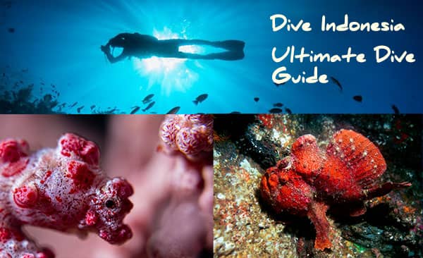 ultimate diving indonesia guide (1)