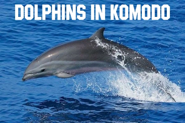 dolphins in komodo