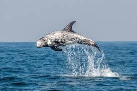 komodo risso's dolphin