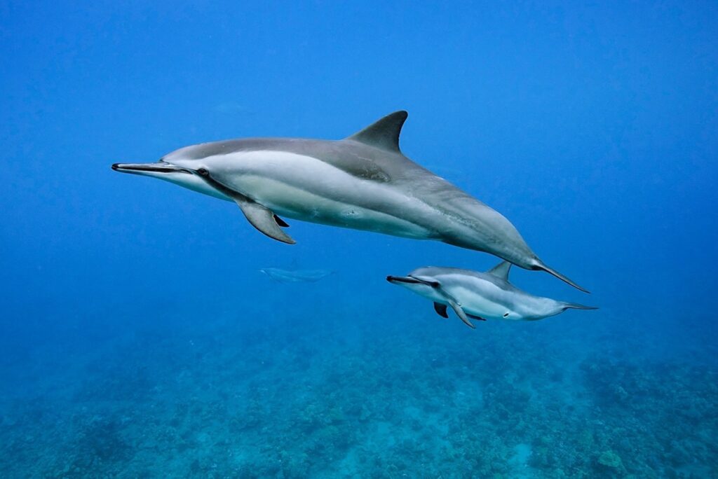 komodo spinner dolphin