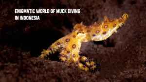 muck diving in indonesia