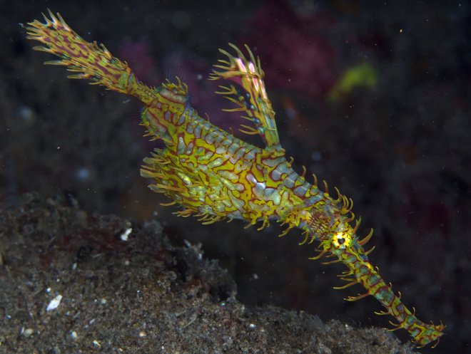 ghostpipe fish in komodo