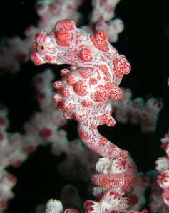 pygmy-seahorse-komodo