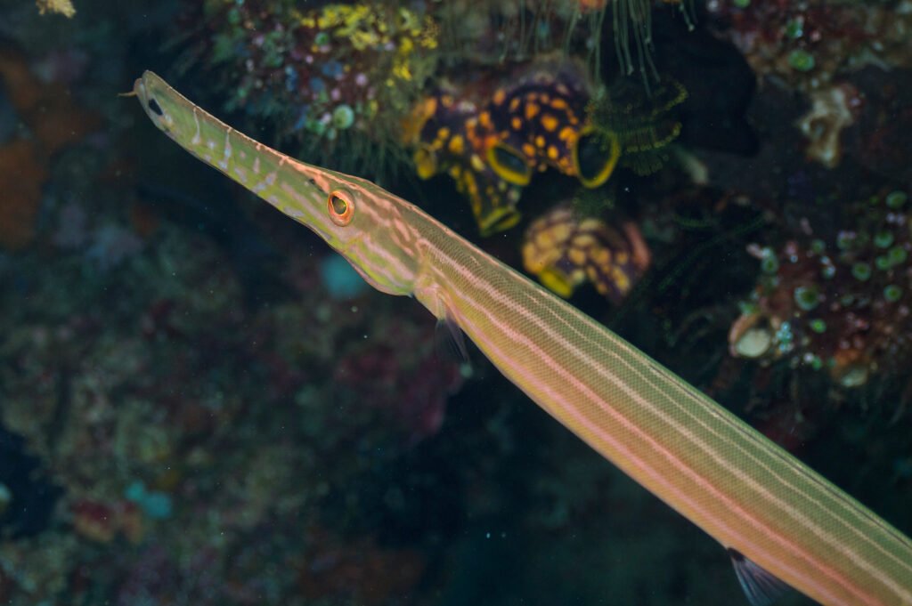 trumpetfish-komodo