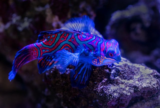 mandarin fish scuba diving