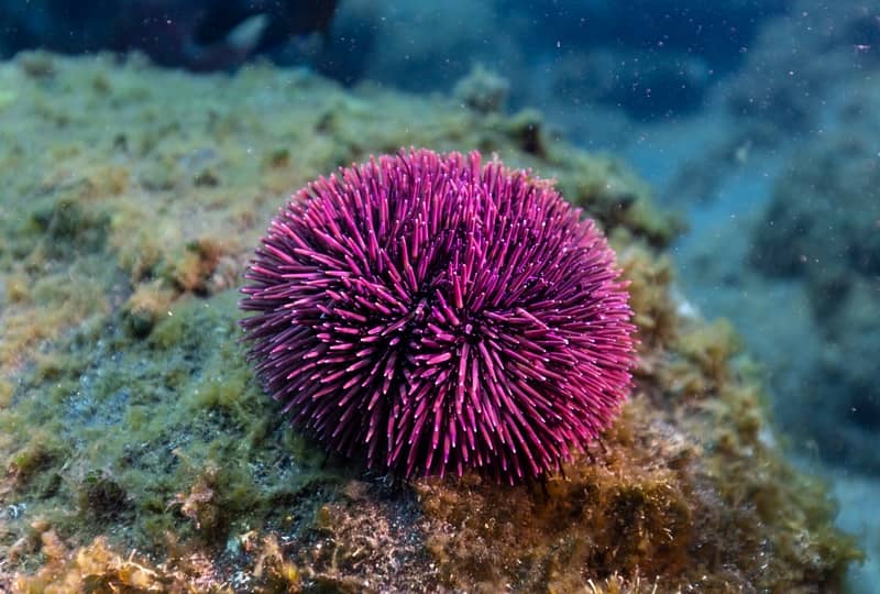 Sea Urchin