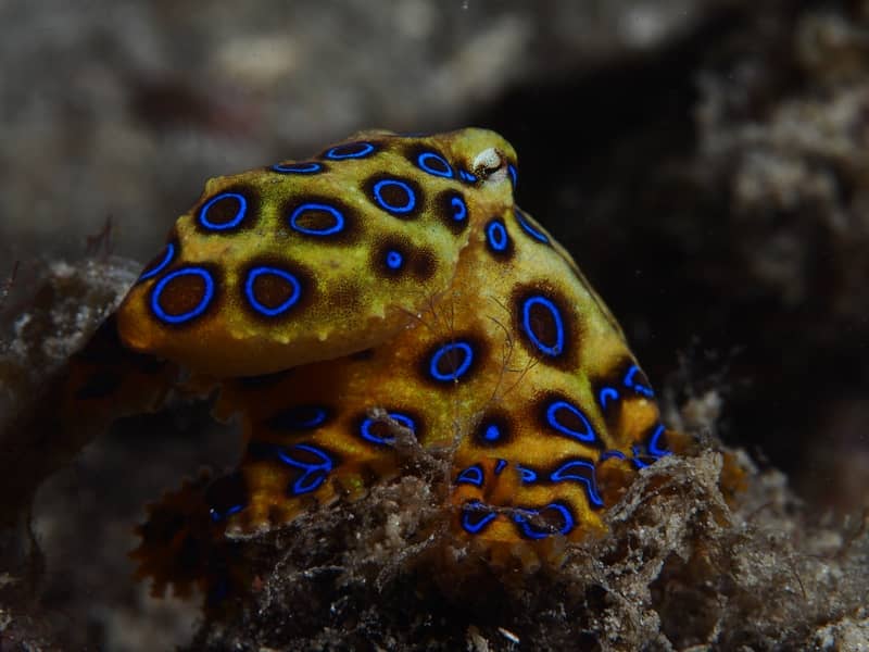 blue ringed octopus komodo