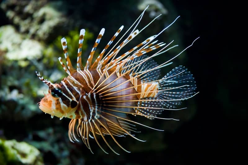 lion fish komodo