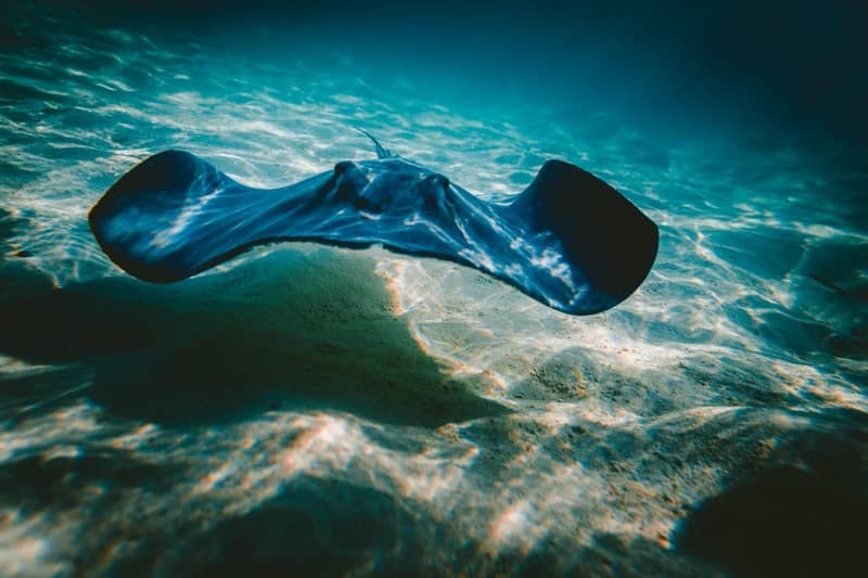 Stingray komodo