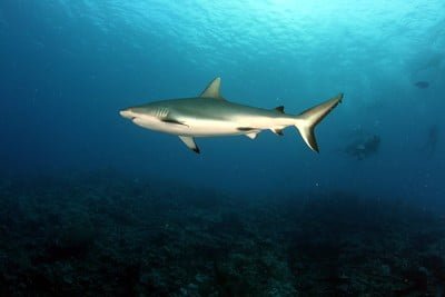 Grey Reef Shark swimming at Batu Bolong Komodo