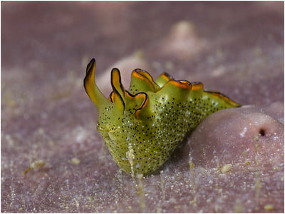 halmahera diving in indonesia