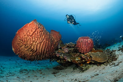 wakatobi diving destination