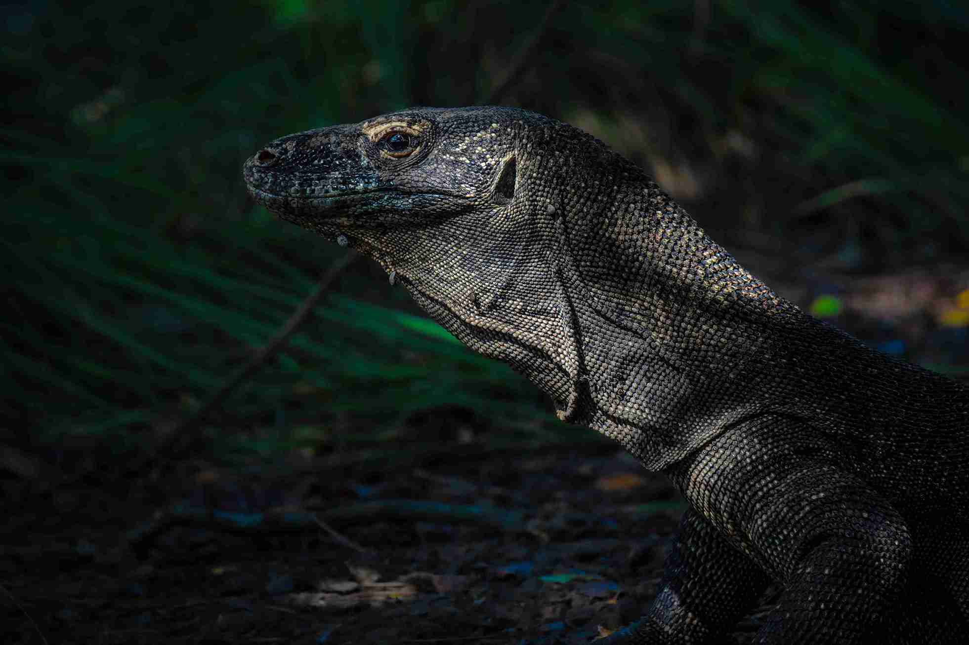 liveaboard-diving-komodo-shenron