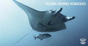 Manta ray gliding through the waters of Komodo National Park during a daily dive with Dragon Dive Komodo