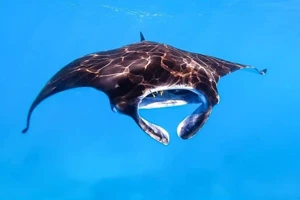 Majestic manta rays swimming at Manta Point, a top dive site in Komodo National Park