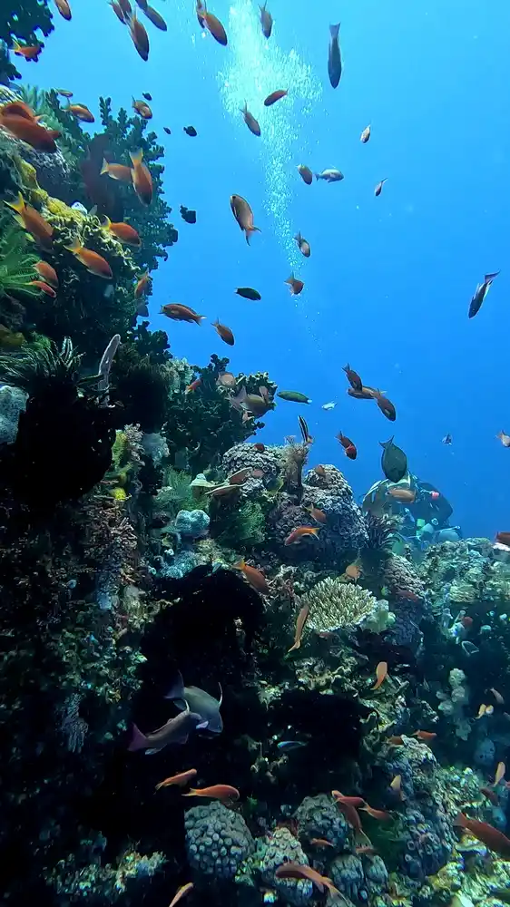 Three Sisters dive site near Pulau Padar, Komodo National Park