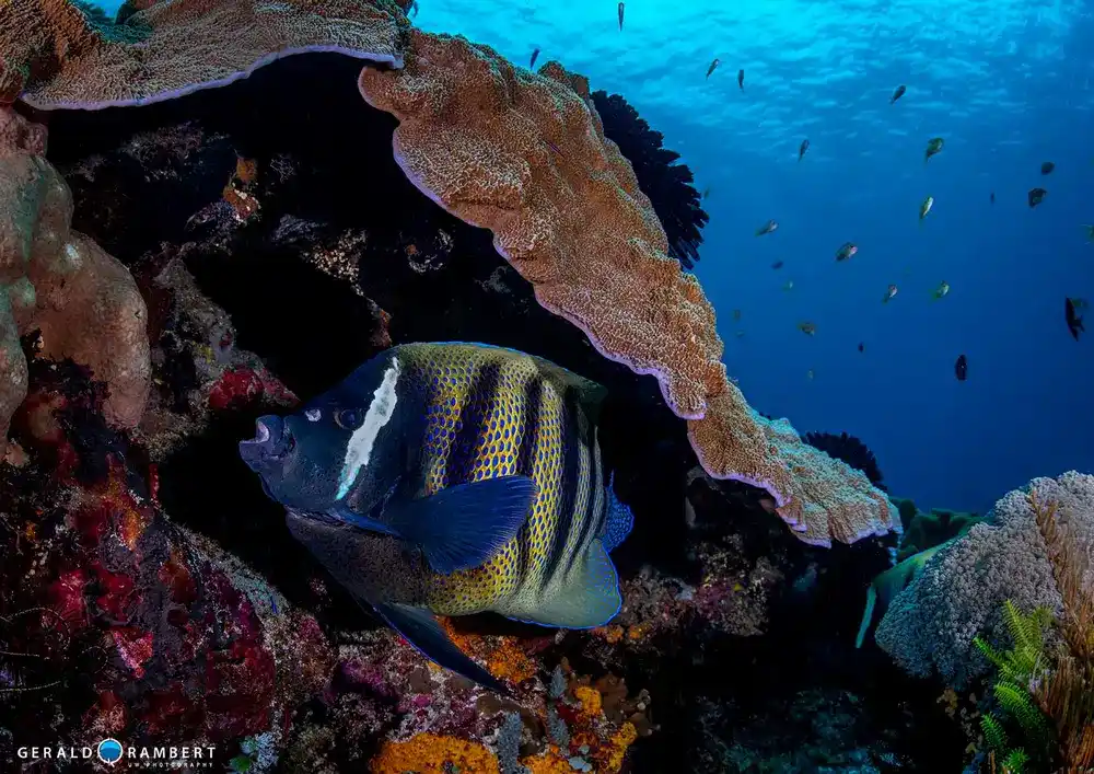 Batu Tiga channel dive site in Komodo with sharks and giant trevallies