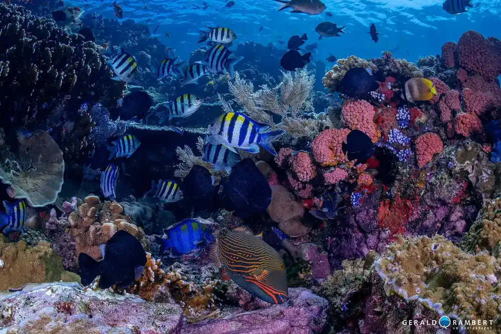 The Cauldron, also called Shotgun, an exhilarating drift dive in Komodo