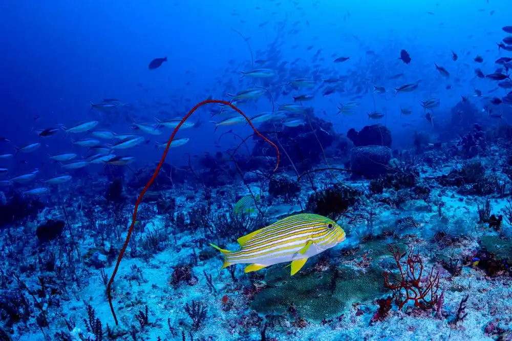 Crystal Rock pinnacle in Komodo with strong currents and large pelagics