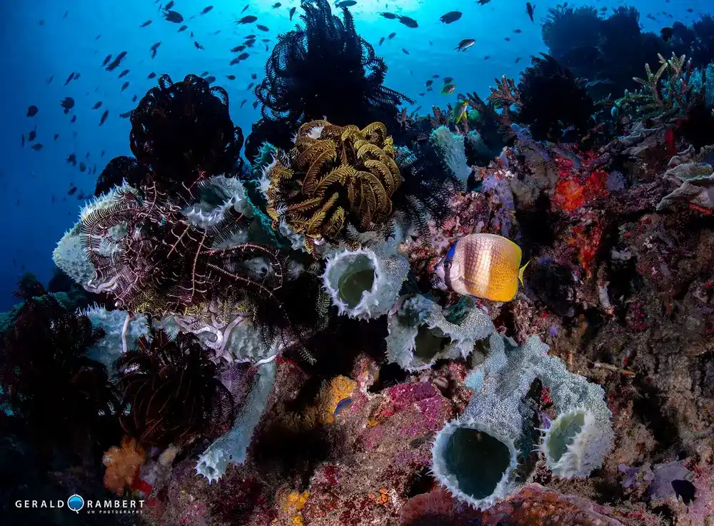 Pengah Kecil dive site offering a rich marine environment in Komodo