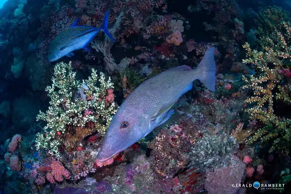 Banta Wall dive site in Komodo featuring gorgonian fans and frequent manta sightings