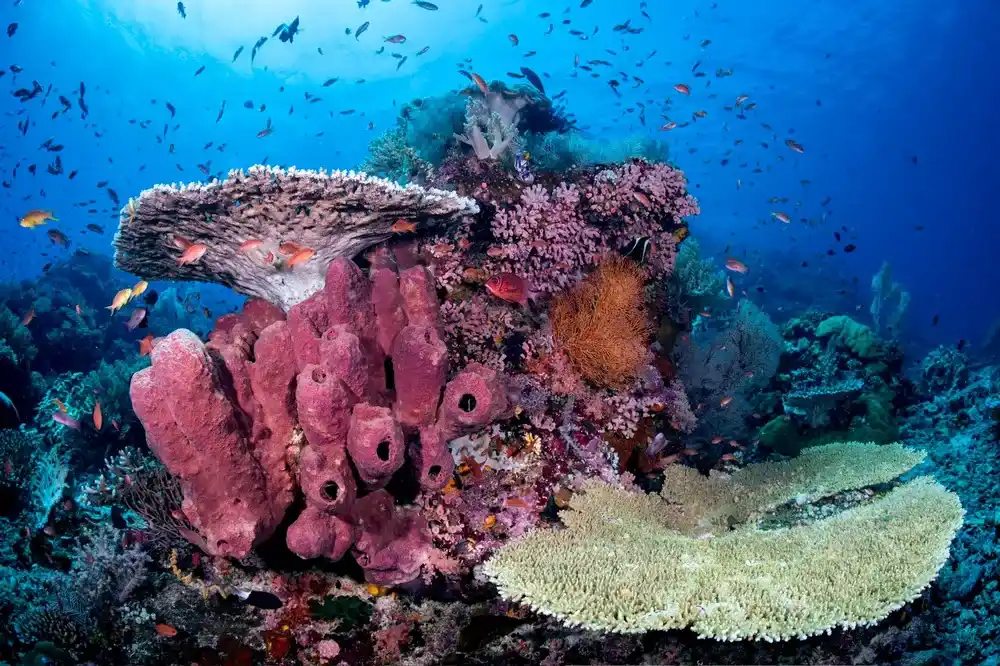 Shenron Liveaboard cruising in Komodo with stunning landscapes and pristine waters.