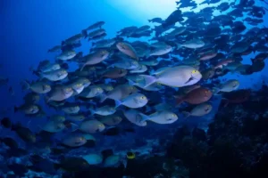 school of fish while diving Castle Rock In north Komodo