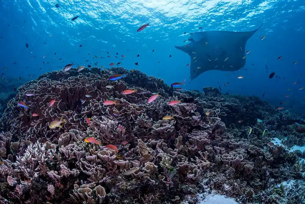 Mawan dive site in Komodo, second manta spot in the park